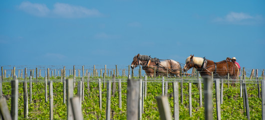 Labour Vineyard with a draft horse, Saint-Emilion, France