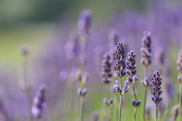 Lavender flowers