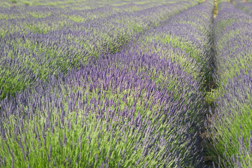 Obraz na płótnie Canvas Lavender spikes blossom in a field.