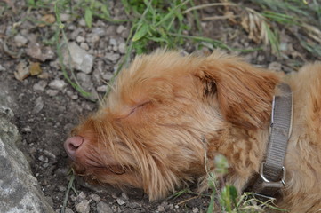 Cane che riposa su un sentiero, cagnolino stanco in relax