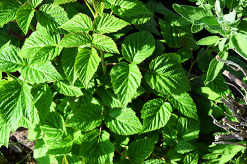 Peppermint Bush - Herb Garden 