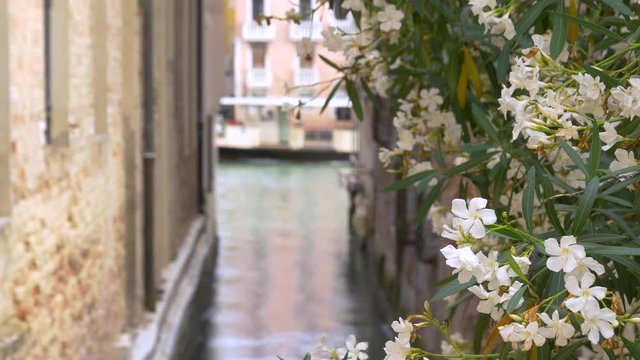 Static shot of a canal in Venice, Italy, with flowers in the foreground and a vaporetto and water taxi passing out of focus