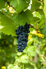 Red grapes on the vine in Moldova