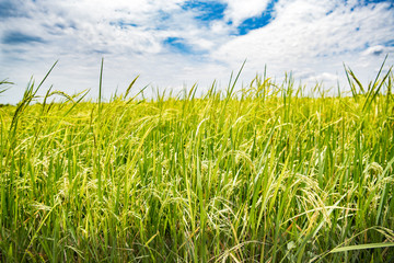 Fields and golden rice are ready to harvest. A photo of Golden rice in the fields