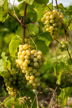 White grapes hainding on a bush in beautiful day