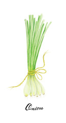 Green onion, watercolor painting