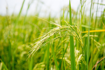 Fields and golden rice are ready to harvest. A photo of Golden rice in the fields
