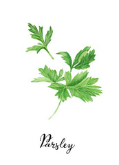 Parsley branches and leaves, watercolor painting