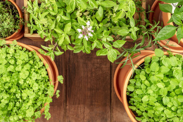 Overhead photo of pots with aromatic garden herbs, with copy space