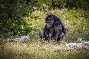 Obraz premium Gorilla is Eating Food