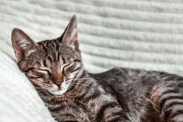Fototapeta na wymiar portrait of a sleeping cat on a bed