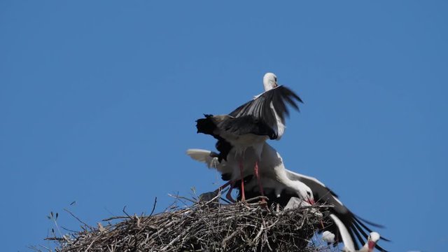 White storks fighting for the nest - Madrid, Spain
