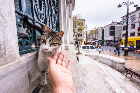 Man hand touching Istanbul homeless cat on the corner of a marble wall in Istanbul, Turkey.April 17, 2017