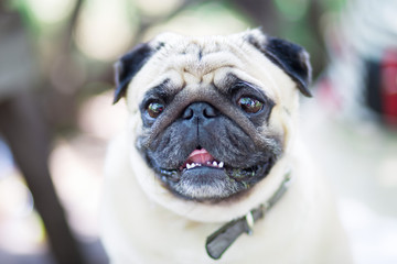 Portrait of Pug dog siting with blurred background. Dog is friend of man