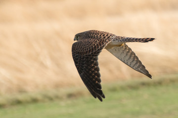 Kestrel caught in flight in the evening sunshine
