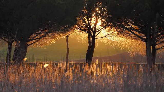 Cyclist in the field at sunset
