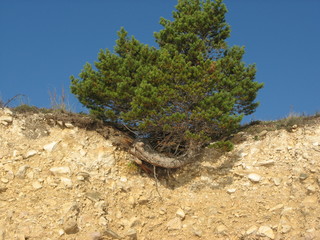 Дерево на берегу Байкала