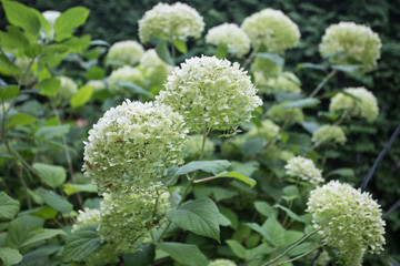 green hortensia