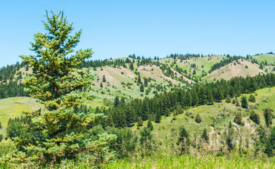 Fototapeta na wymiar Montana landscape lush green rolling hills in the distance with lodge pole pine trees under blue skies