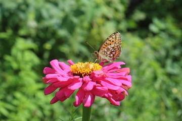 Fototapeta na wymiar beautiful and colourful butterfly on a bright flower zinnias