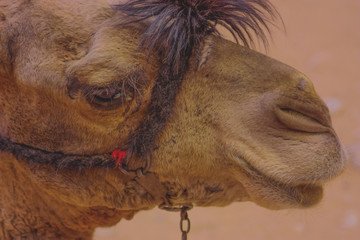 The head of camel in ancient city Petra, Jordan, close-up, outdoor.