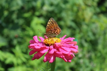 beautiful and colourful butterfly on a bright flower zinnias
