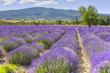 Fototapeta na wymiar Bloomy lavender field near Sault, Provence, France, department Vaucluse, region Provence-Alpes-Côte d'Azur, mountain range in background