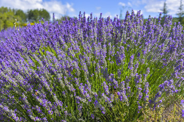 Naklejka premium Lavender bush with diefferent color shade near Sault, Provence, France, close up on a field, department Vaucluse, region Provence-Alpes-Côte d'Azur