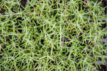 Obraz premium Trailing Iceplant flower or Pink Carpet