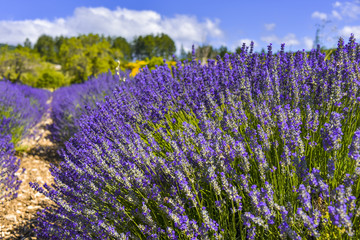 Fototapeta premium Lavender bush with diefferent color shade near Sault, Provence, France, close up in nature, department Vaucluse, region Provence-Alpes-Côte d'Azur