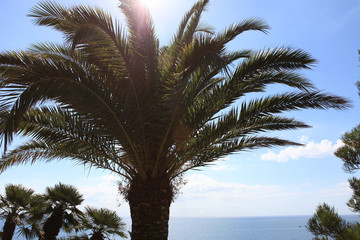 Fototapeta na wymiar Sea view with palm and sun.