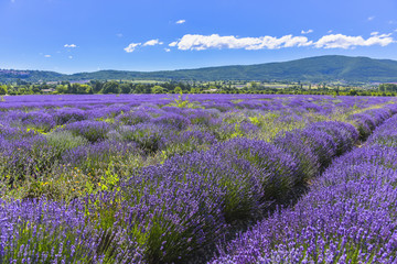 Naklejka na ściany i meble large lavender field with mountain range of the Vaucluse department near Sault, Provence, France, region Provence-Alpes-Côte d'Azur