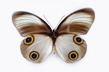 Photo sur Plexiglas Papillon Gros plan sur un papillon Taenaris diana isolé sur fond blanc