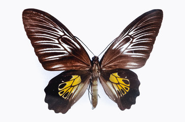 Fototapeta premium Close up on a Troides haliphron - Haliphron birdwing butterfly isolated on white background