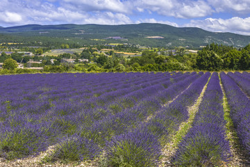 Obraz na płótnie Canvas Lavender field in bloom near Sault with mountains of Vaucluse department, Provence, France, region Provence-Alpes-Côte d'Azur