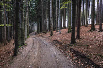 Forest road on the Cab mount in tourist district Beskids - Moravian Wallachia near Vsetin town, Czech Republic