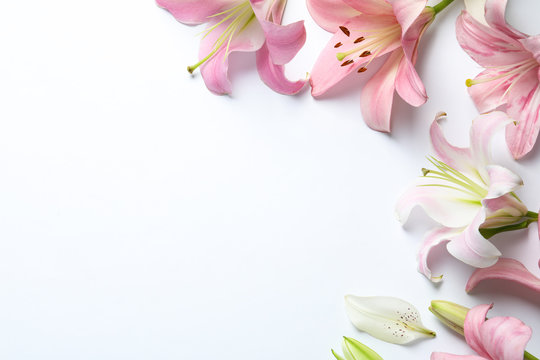 Fototapeta Flat lay composition with beautiful blooming lily flowers on white background