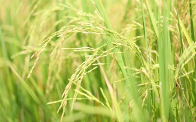 Rice field closeup blur nature landscape background