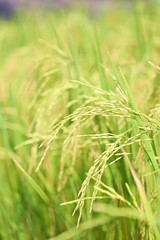 Rice field closeup blur nature landscape background