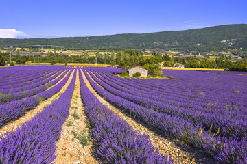 Fototapeta na wymiar landscape with lavender field and stone hut near Sault, Provence, France