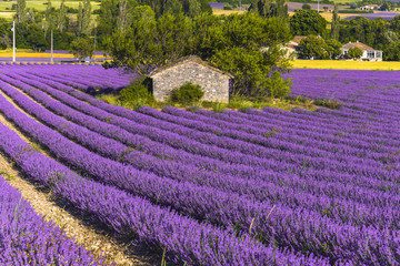 landscape with lavender field and stone hut near Sault, Provence, France