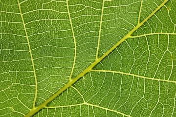 Naklejka na ściany i meble Beautiful fresh green leaf as background, closeup
