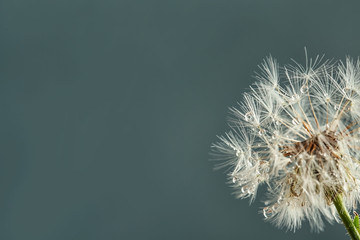 Beautiful dandelion flower with water drops on color background, closeup