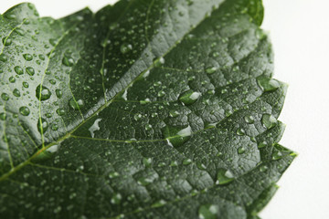 Beautiful green leaf with water drops, closeup