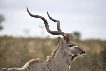 Poster Wild free Greater Kudu antelope Tragelaphus strepsiceros  portrait © Pedro Bigeriego