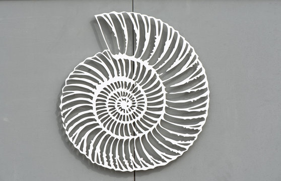 An amazing fibonacci pattern in a nautilus shell