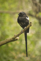 Magpie  Shrike (Сorvinella melanoleuca).Urolestes melanoleucus.