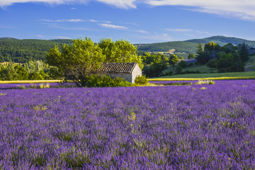 landscape panoram with large lavenderfield and stone hut, Provence, France, near Sault, department Vaucluse, region Provence-Alpes-Côte d'Azur