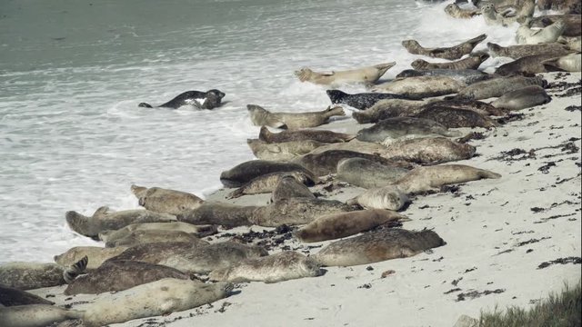 A wave rushes ashore as seals try to come and go. Sunbathing seals try to avoid the water.