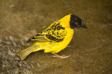 Village Weaver (Textor cucullatus).